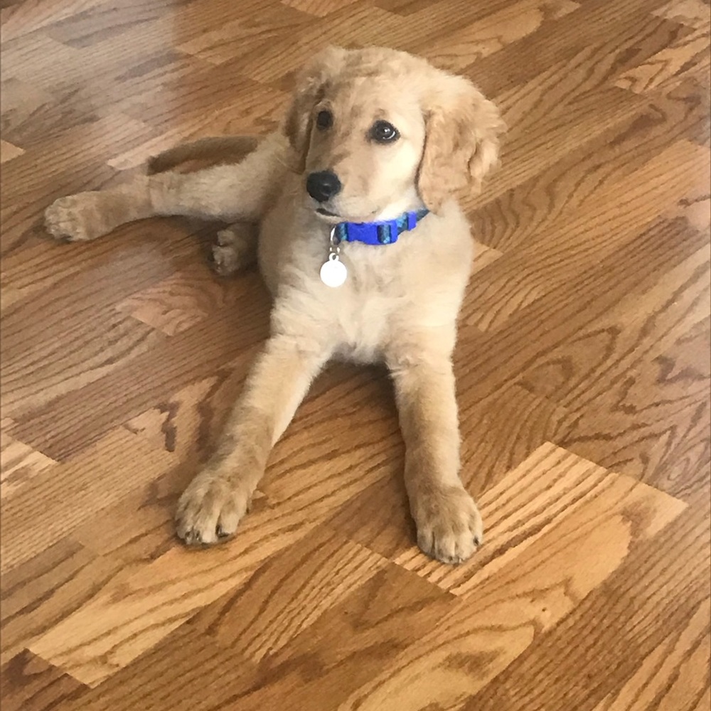 Meet your Posher, Riley